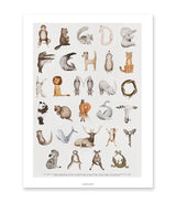 Poster "Djurens ABC" - Fashionell
